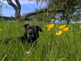 Die Rhöner Blumenwiesen machen auch Hunden Spaß