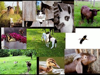 tierische Rhöner - alle im oder nahe am Dorf zuhause...