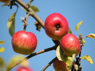 Bungalow Bastorf  38