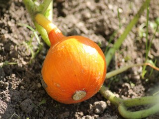 Maison de vacances Bastorf  39