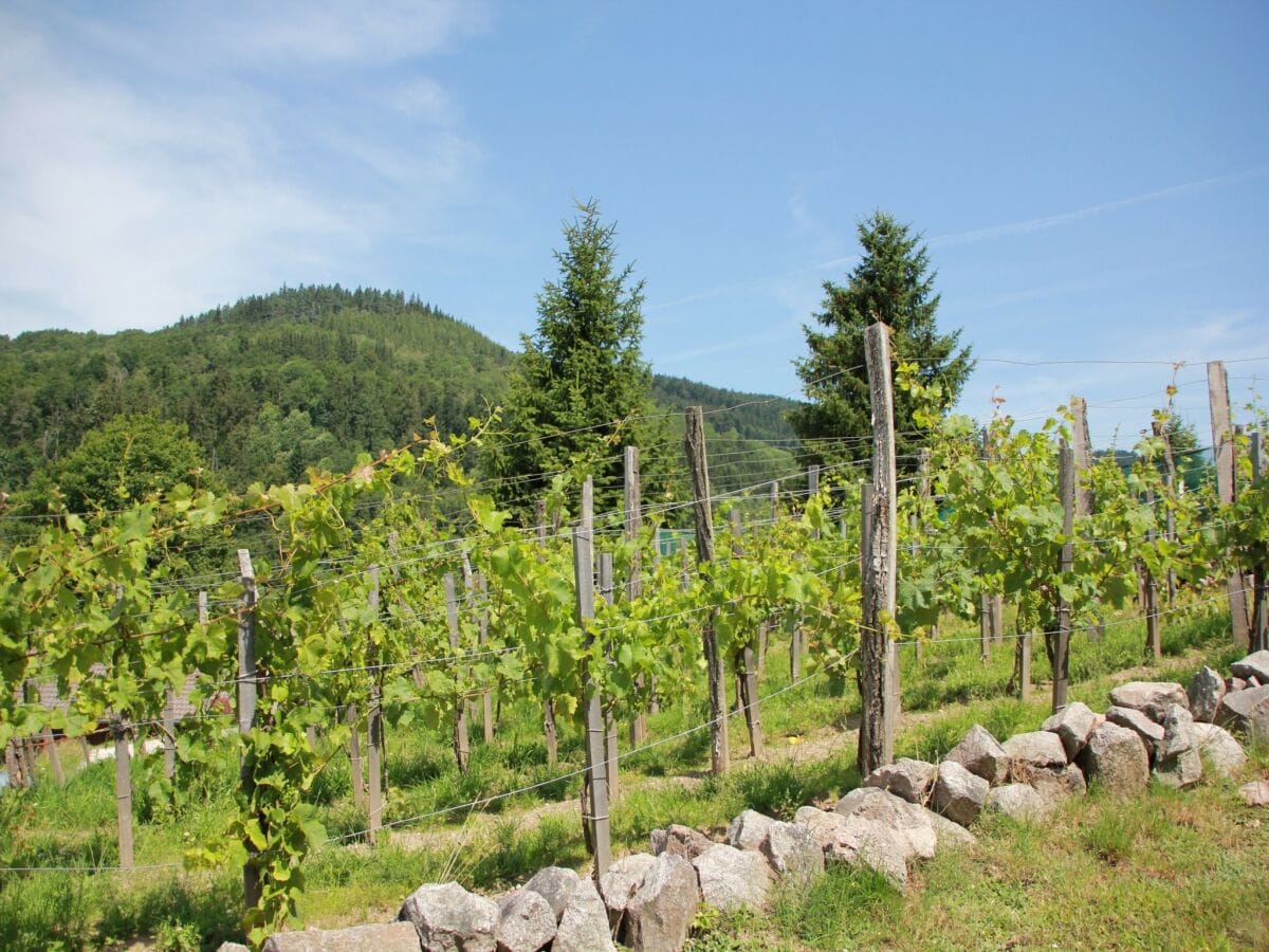 Ferienpark le thillot Außenaufnahme 1