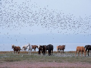 Appartamento per vacanze Donnerskirchen Ambiente 20