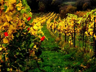 Vakantieappartement Donnerskirchen Omgeving 27