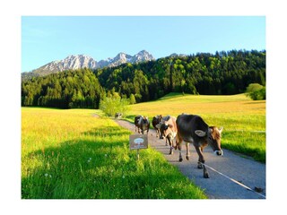 Bauernhof Großwolfing Ebbs - Unsere Kühe