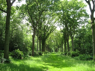 Ein tolles Wald in Renesse