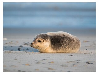 Vakantiehuis Vrouwenpolder Omgeving 27