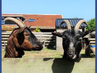 Casa per le vacanze Lauwersoog Ambiente 31