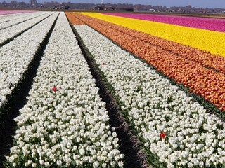 Appartamento Julianadorp Ambiente 26