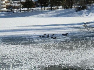 Apartment Neustift im Stubaital Umgebung 25