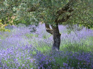 Holiday house Frankreich Outdoor Recording 18