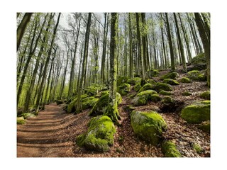 Ferienwohnung Lauf im Schwarzwald Umgebung 23