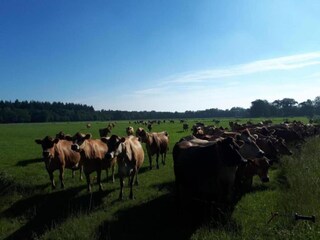 Vakantiepark Dalfsen Omgeving 23