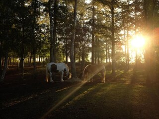 Vakantiepark Dalfsen Omgeving 16