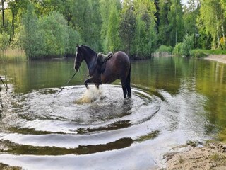 Ferienpark Dalfsen Umgebung 19