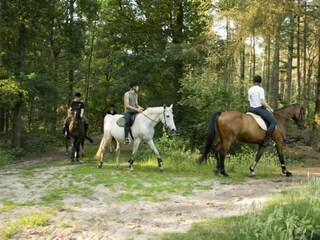 Ferienpark Dalfsen Umgebung 35