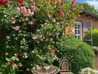 Im Sommer blühen die Rosen auf dem Hof