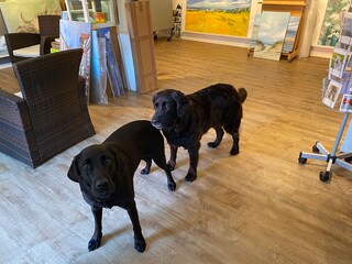 Hofhunde Emmi & Lotte