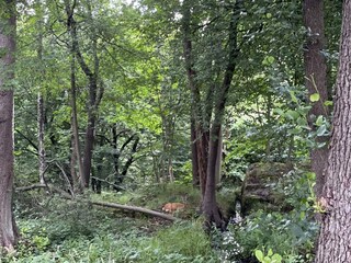 Vakantiehuis Pålsboda Buitenaudio-opname 5