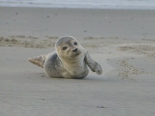 Casa per le vacanze Langeoog Ambiente 16