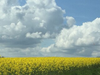 Rapsfeldblüte im Mai