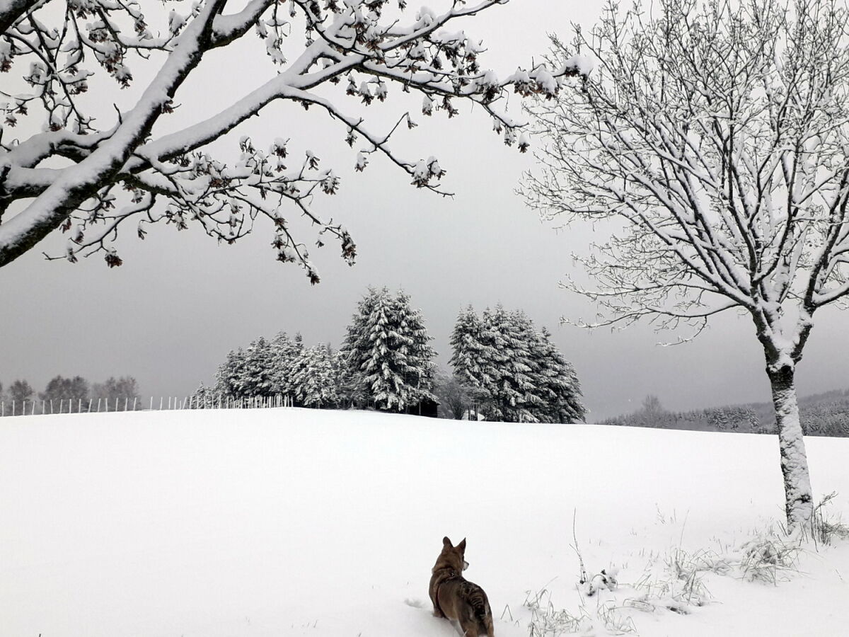 Grimburg im Winter