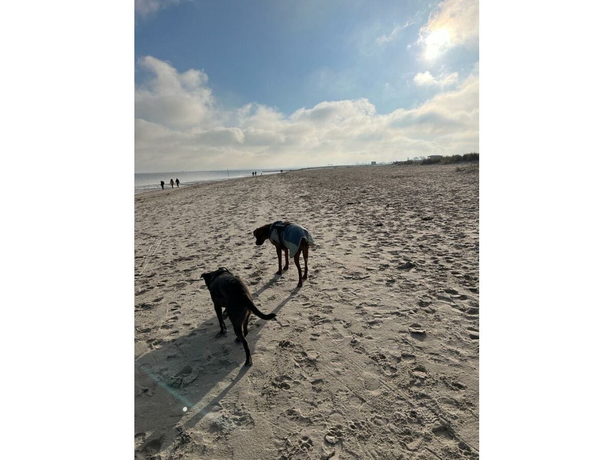 An einem Hundestrand