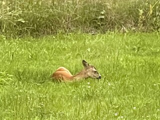 Vakantiehuis Veddinge  2