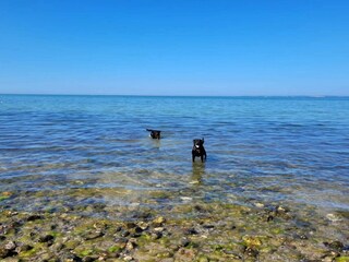 Ferienhaus Veddinge  51