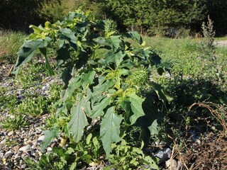 Casa per le vacanze Vellerup  38