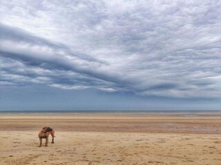 Apartamento De Haan Entorno 20