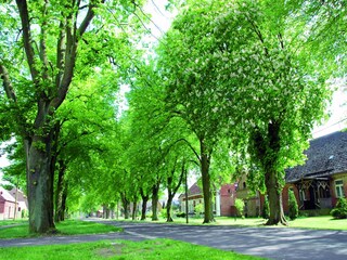 Casa per le vacanze Buchholz bei Röbel Ambiente 27