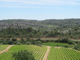 Vineyards of Assignan