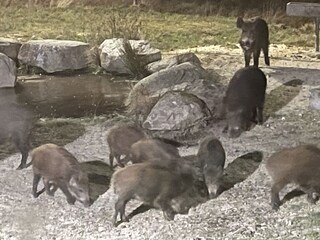 Wildfütterung an der Marienteichbaude