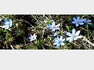 Leberblümchen - in freier Natur [streng geschützt]