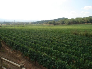 Bauernhof Suvereto Umgebung 29