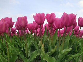 Casa per le vacanze Callantsoog Ambiente 21