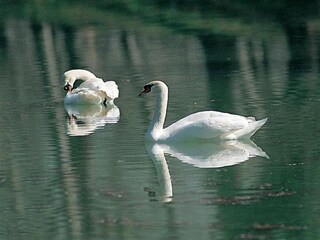 Appartamento Pallanza Ambiente 20