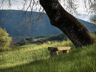 Apartment Pallanza Environment 35