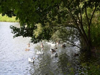 Parco vacanze Vielsalm Ambiente 36