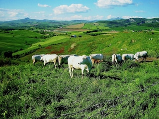 Bauernhof Proceno Umgebung 39