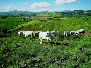 Type de propriété : Ferme Proceno Environnement 40