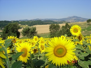 Bauernhof Proceno  40