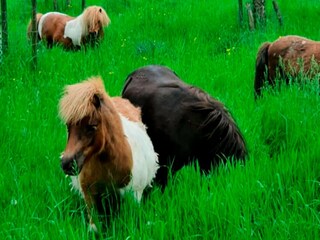 Casa per le vacanze Leuvenheim Registrazione all'aperto 6