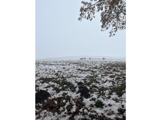 Rehe am Ortseingang Moritzdorf