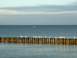 Ferienwohnung Zingst Umgebung 22