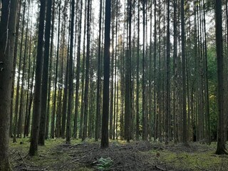 Bungalow Robelmont Ambiente 19