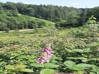 Bungalow Robelmont Umgebung 25