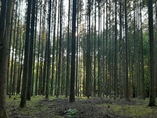 Bungalow Robelmont Omgeving 32