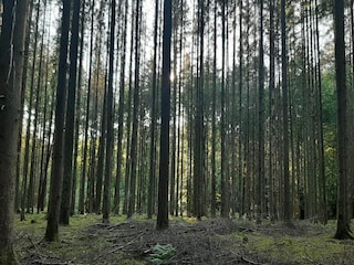 Bungalow Robelmont Environment 21