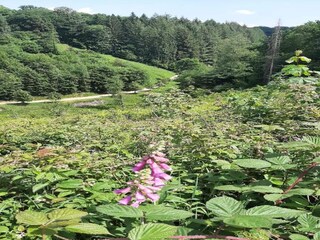 Bungalow Robelmont Environment 23